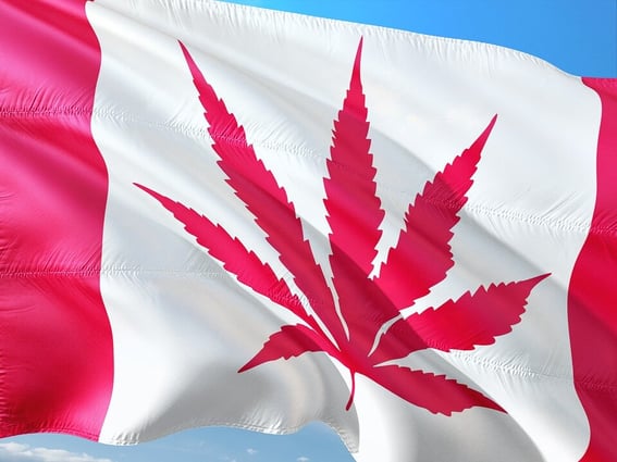 Legal-Maple-Leaf-Drugs-Maple-Canada-Cannabis-3754497-1